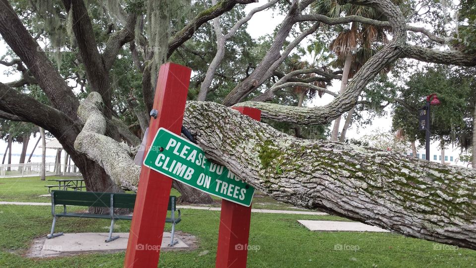 Please Do Not Climb Trees. Sign eating oak in Florida