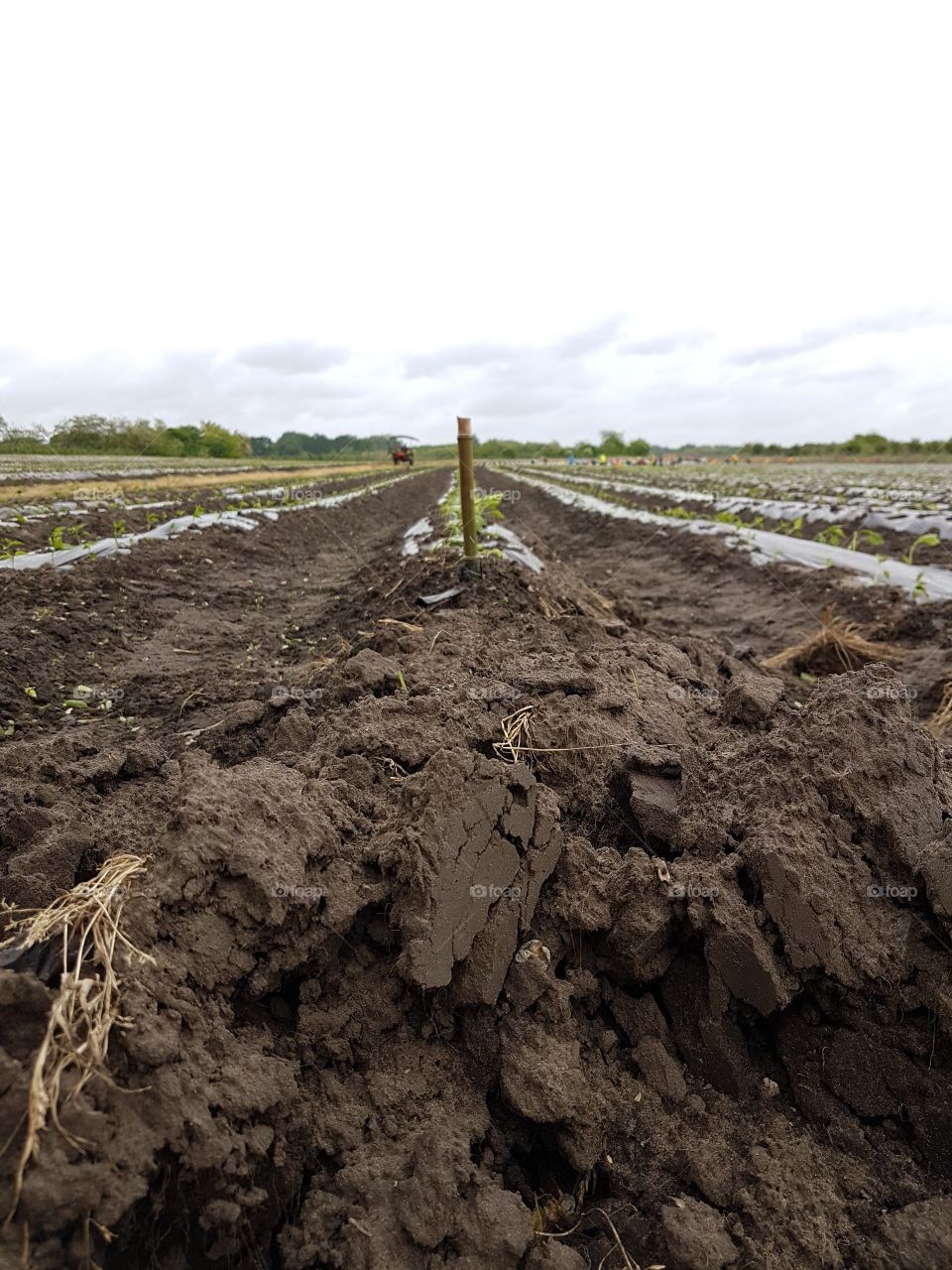 Scenic view of agriculture field