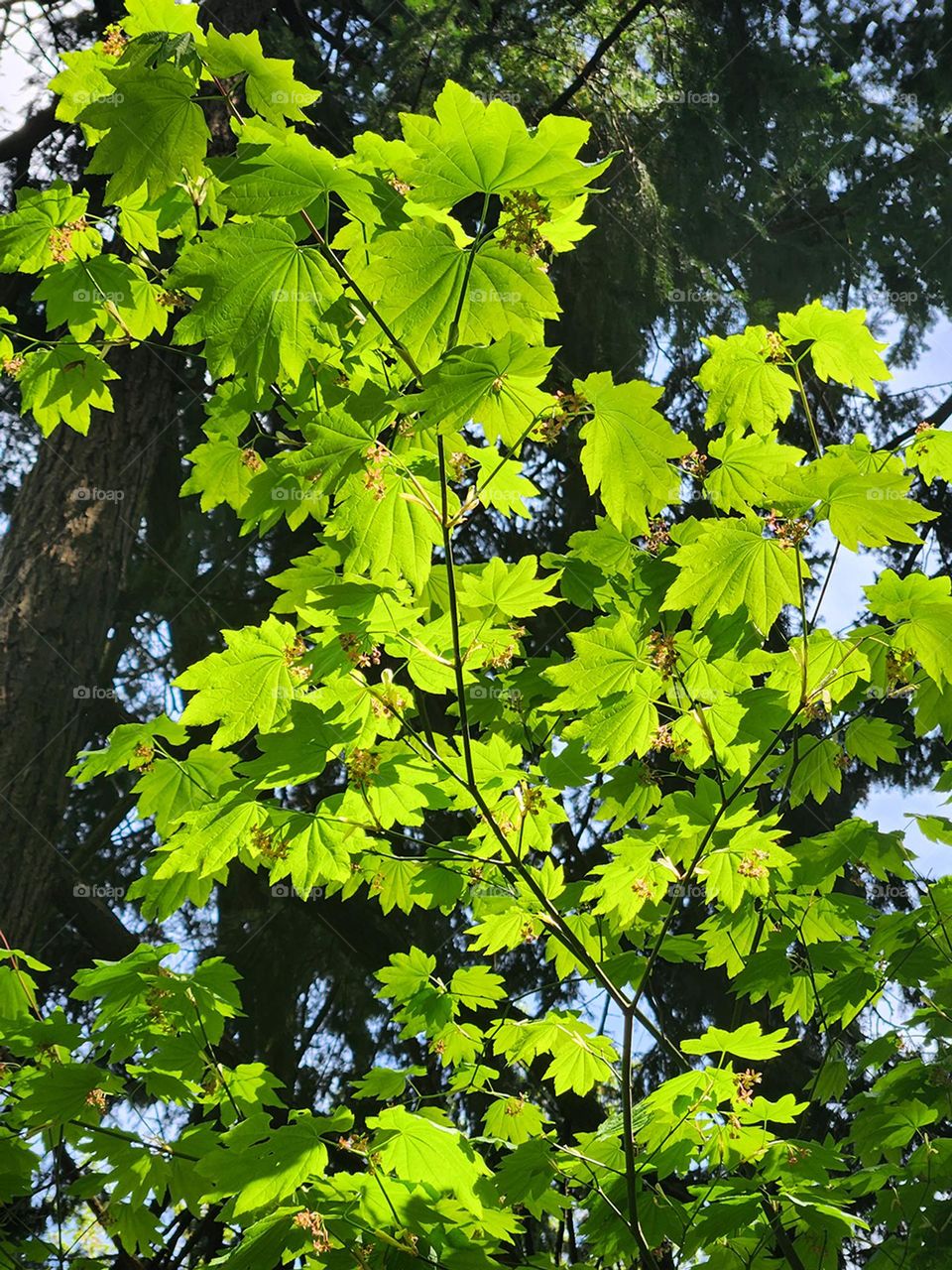 sunlight shining through bright green leafy branches reaching toward the sky in an Oregon park in Spring