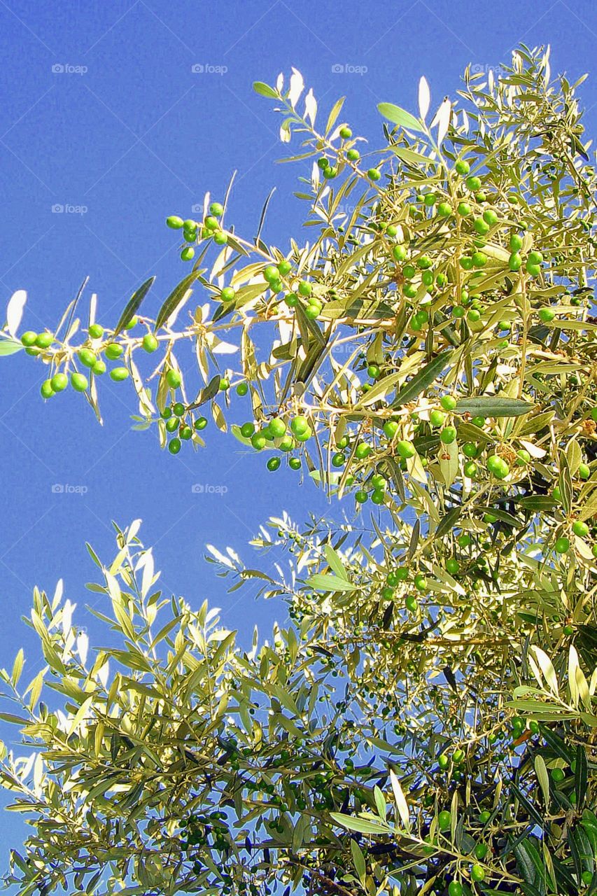 Olives ripening in the Tuscan sun