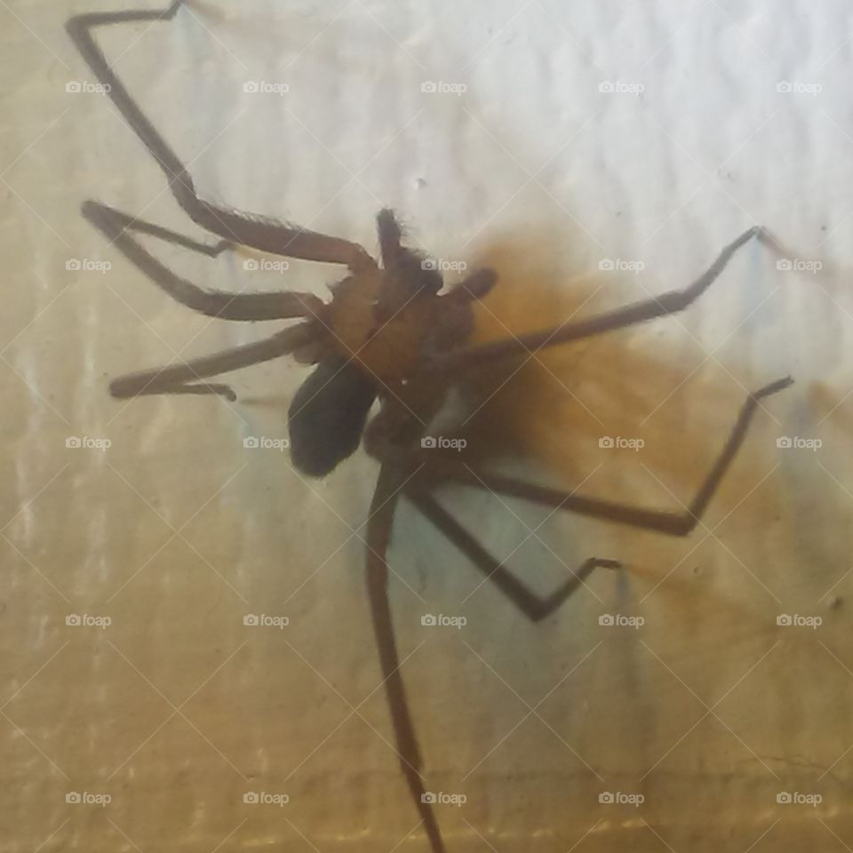 Brown Recluse without retouch