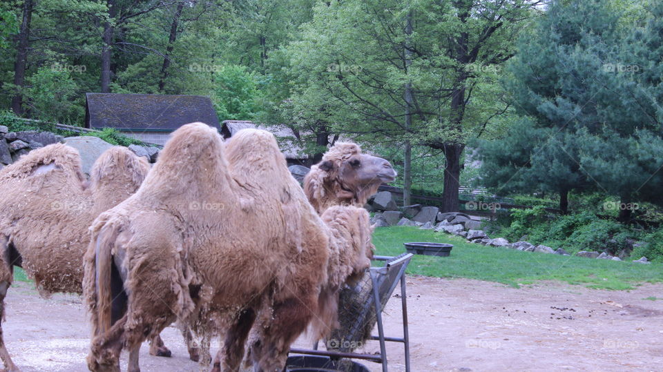 Two beautiful camels stopping for a snack 