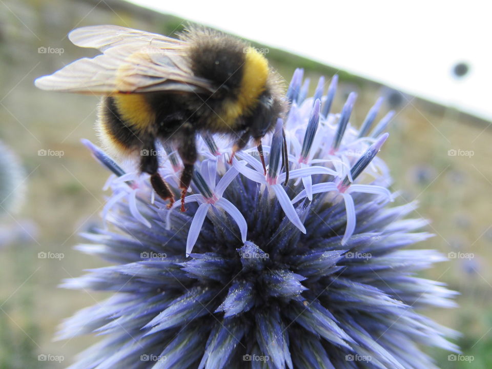 Bumble collecting nectar from a lilac echinops🐝