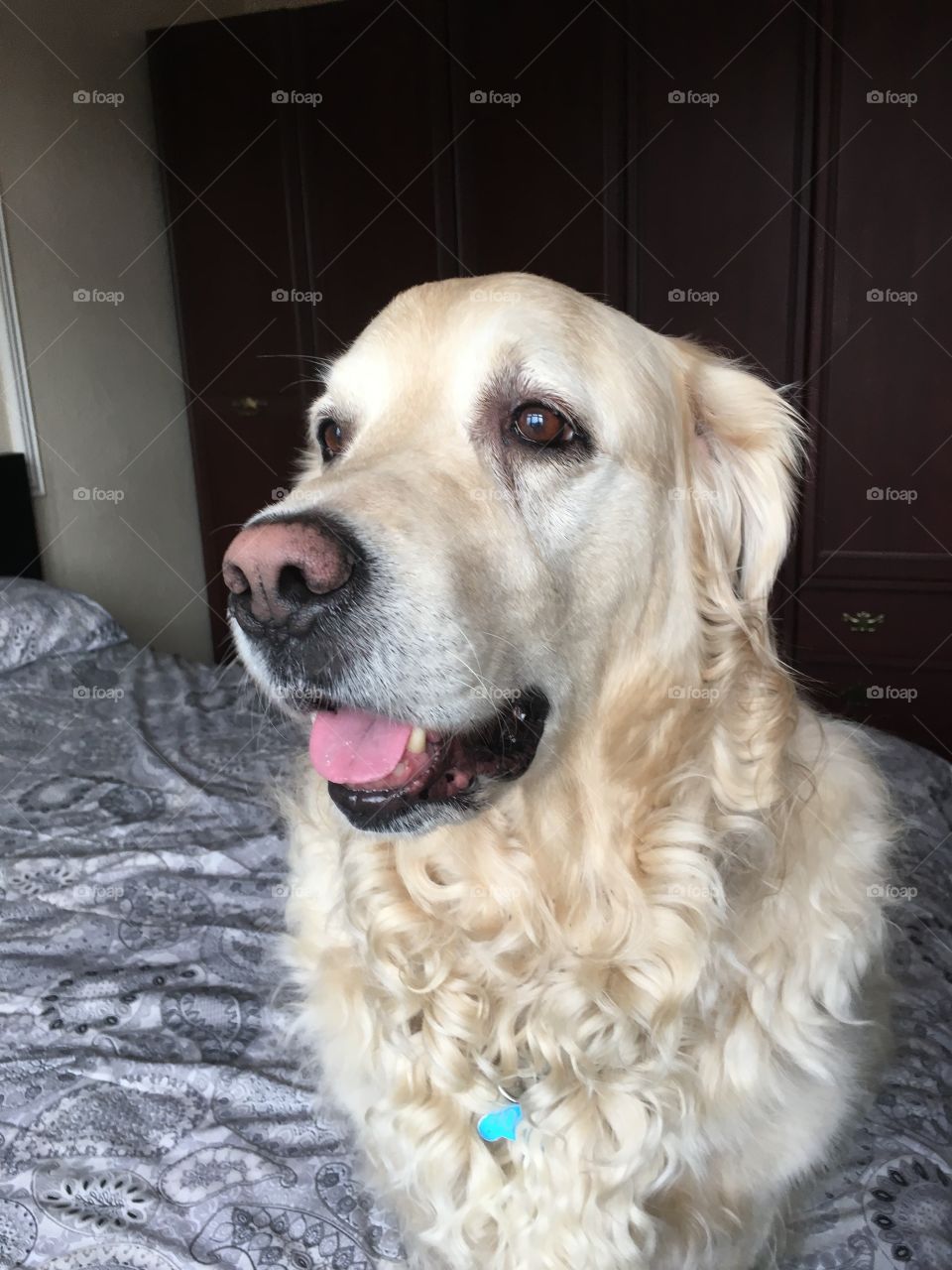 Dog, Pet, Mammal, Canine, Animal