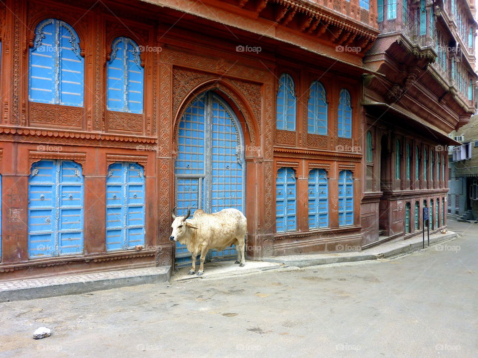 Cow standing on the entrance of old building