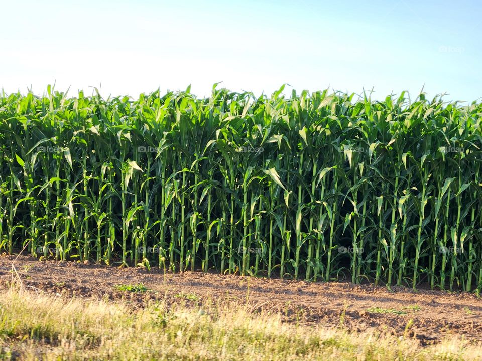 close-up of bright green cornstalks in a field against blue sky background in Oregon countryside