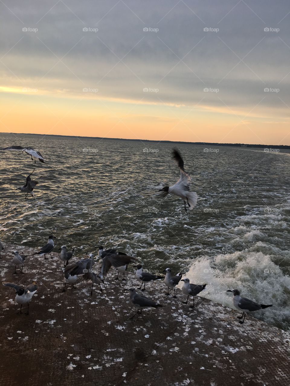 Birds at water 