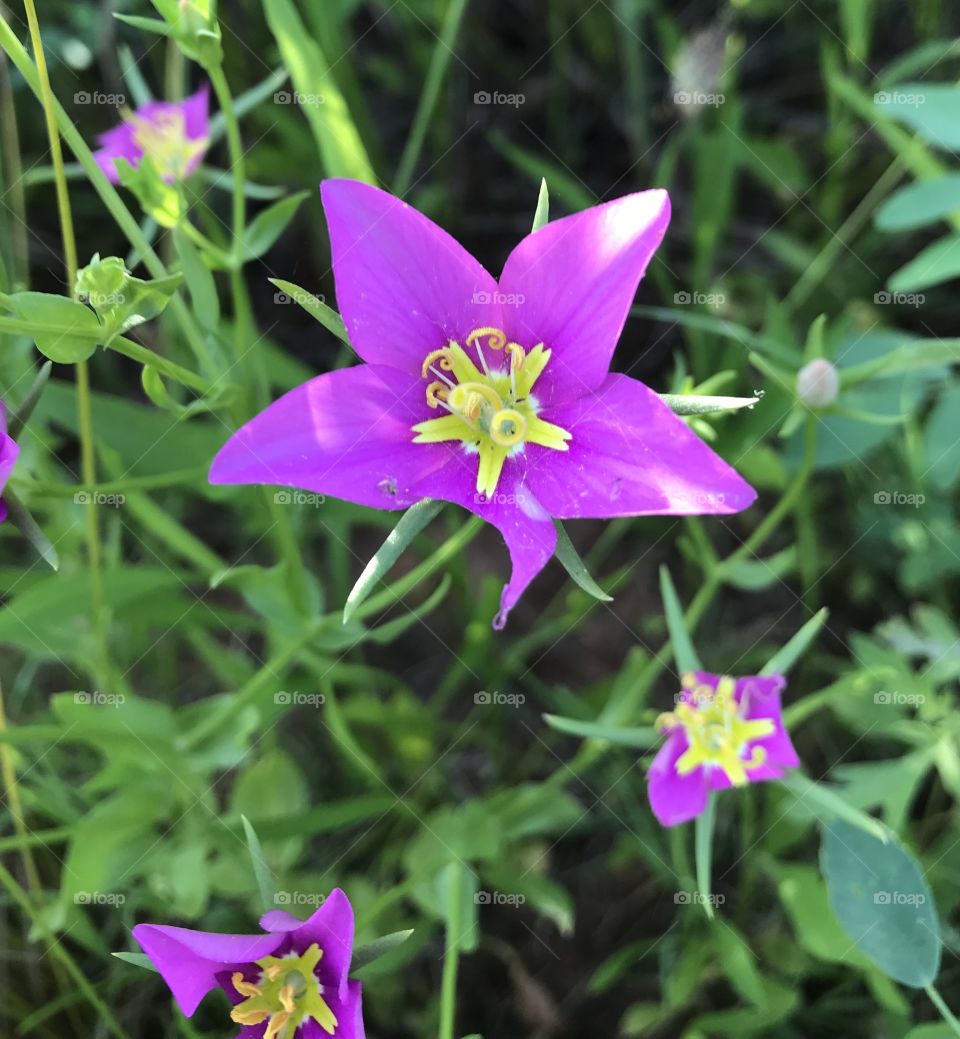 Wild flower