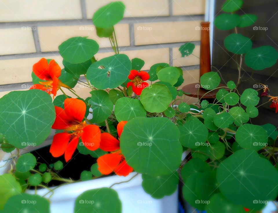 Leaf, Nature, Color, Flora, No Person