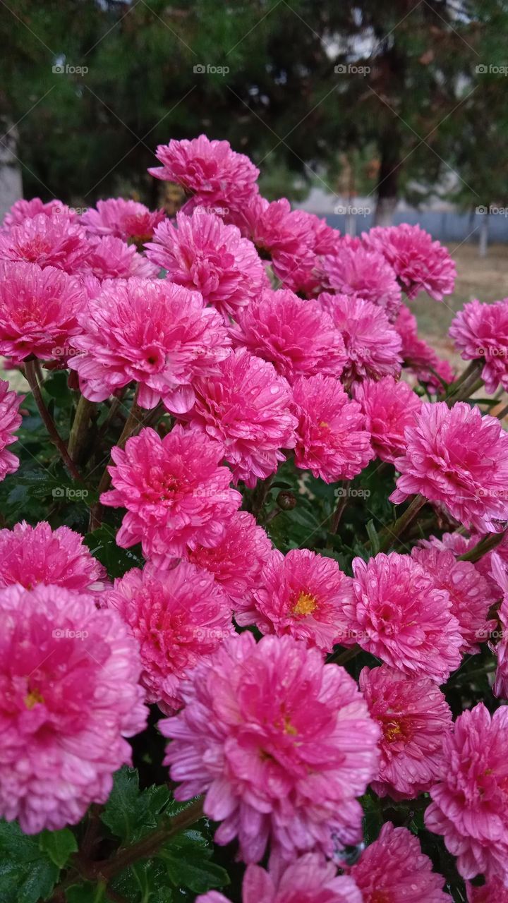 flowers enjoy the rain