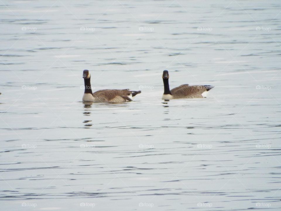 Geese 
