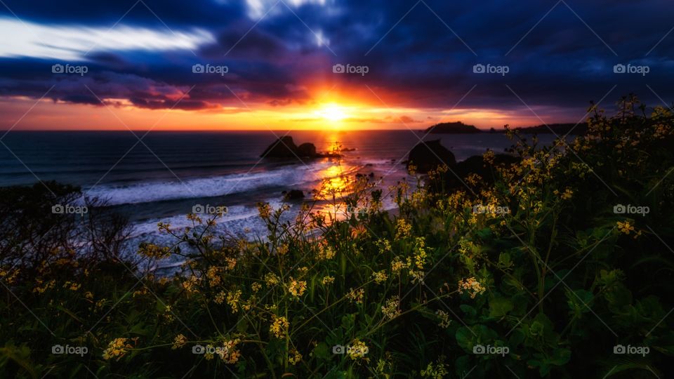 Wildflowers at Sunset