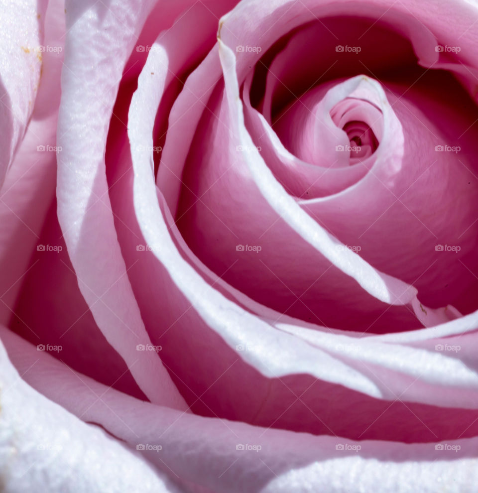 Pink Rose Macro