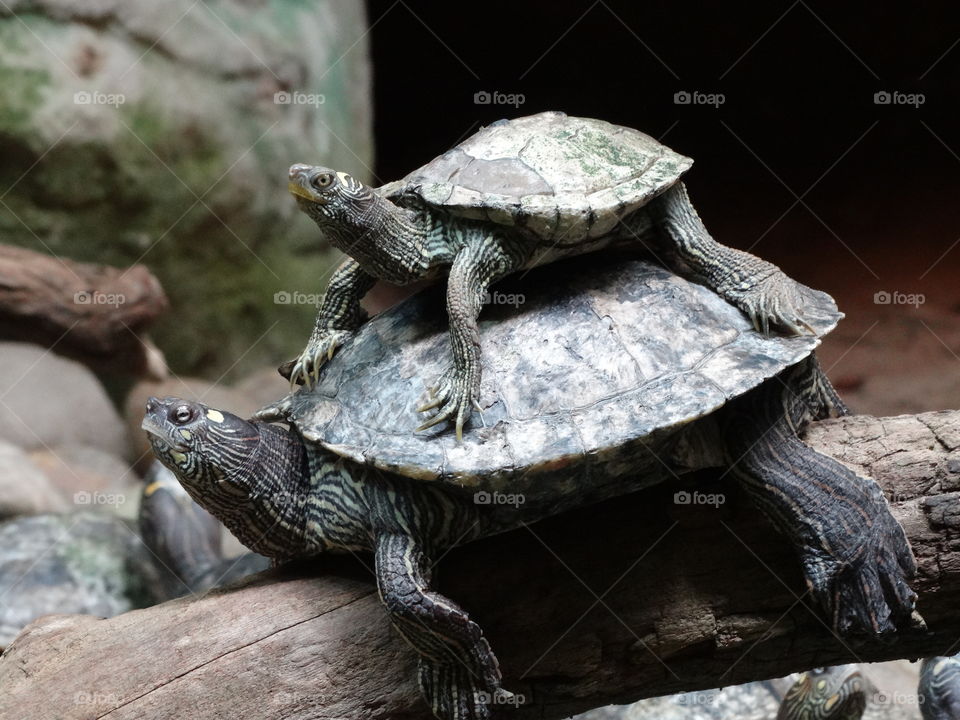 turtle riding another turtle's back
