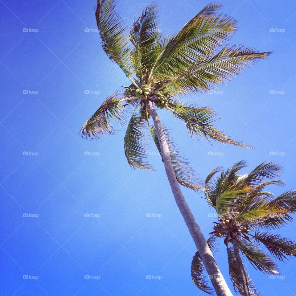 Palm tree beauty