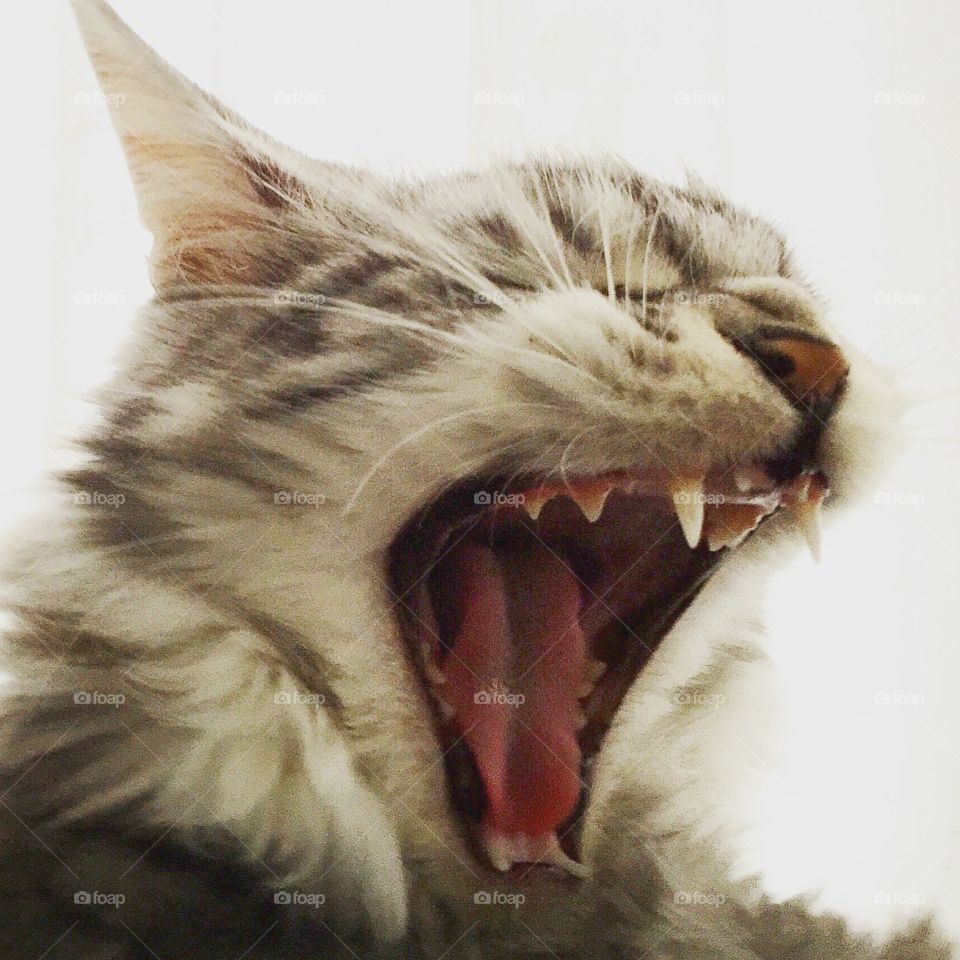 Maine Coon cat yawning cat crazy