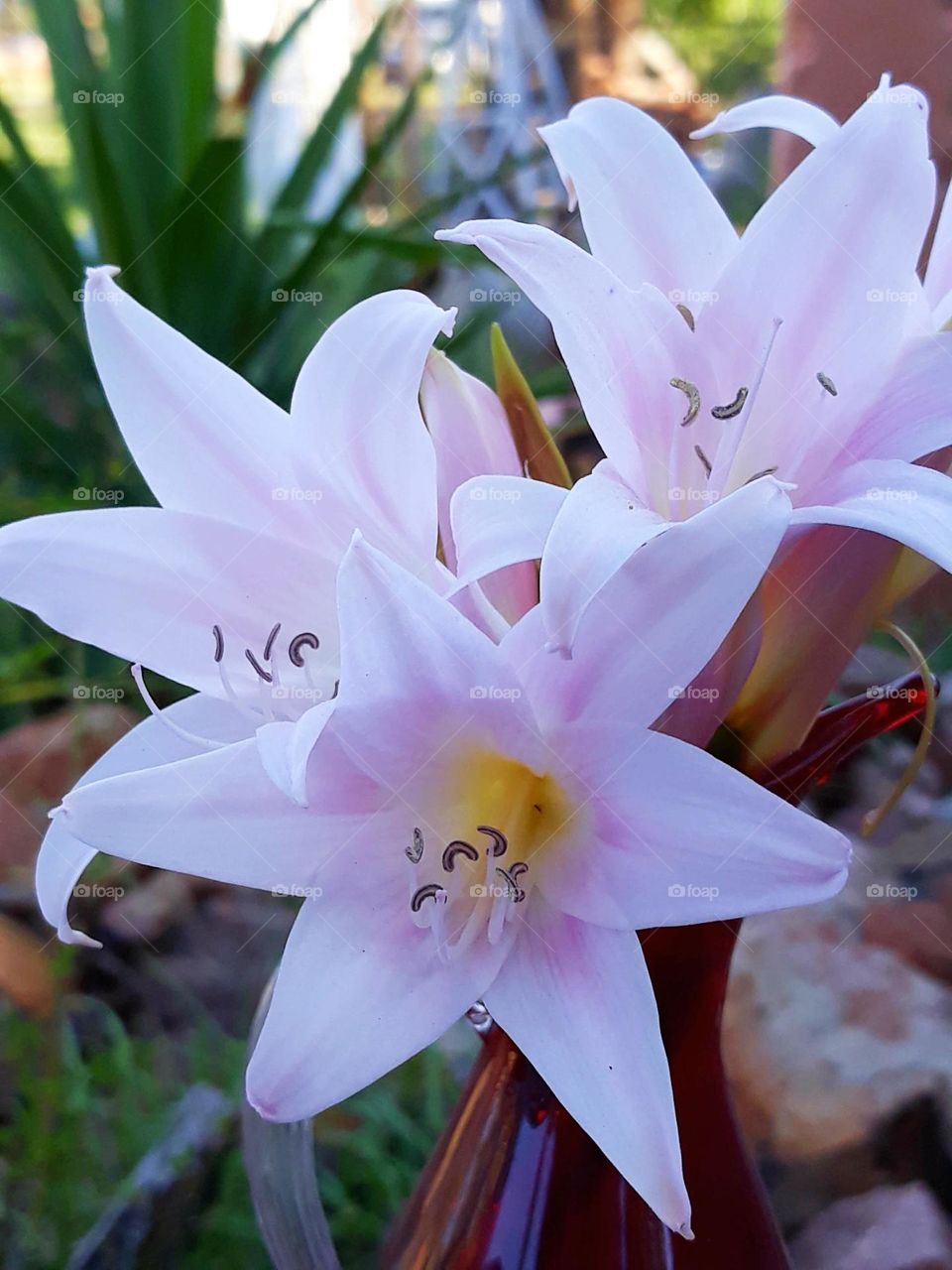 Amarcrinum "lilly"