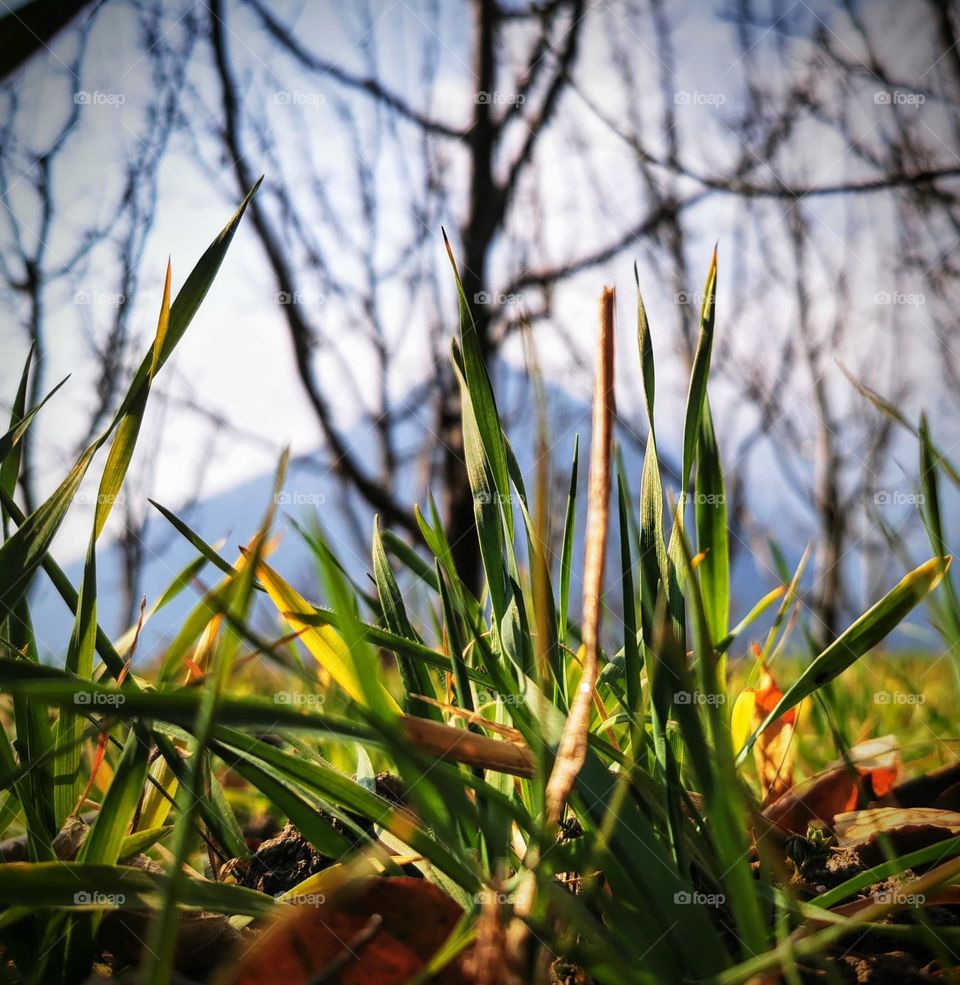 nature natural beauty