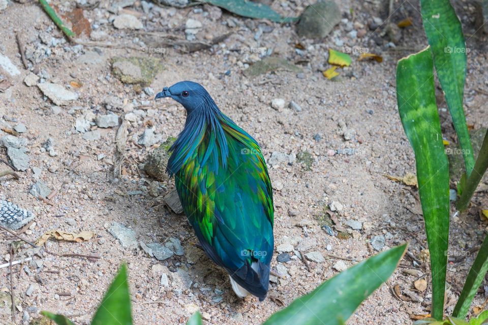 Amazing colorful green bird looking for food on the ground