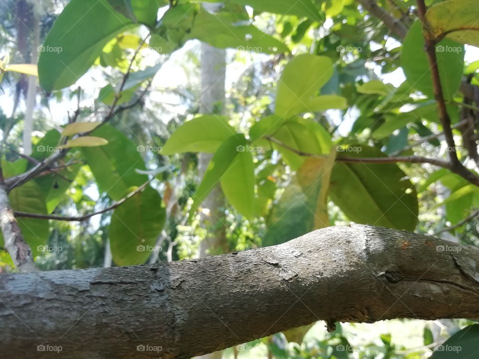 Sunlight through the leafs