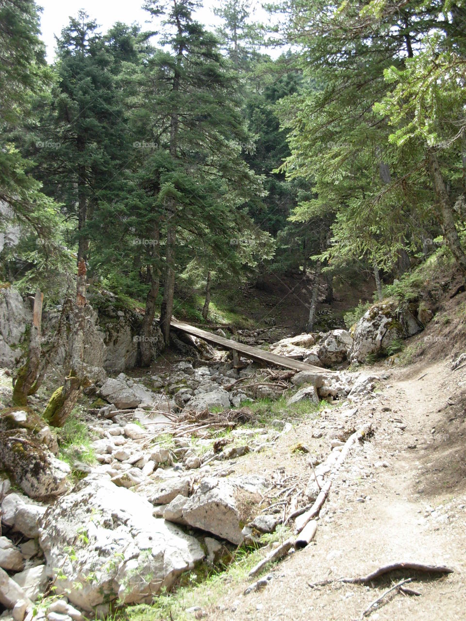 Forest path Greece