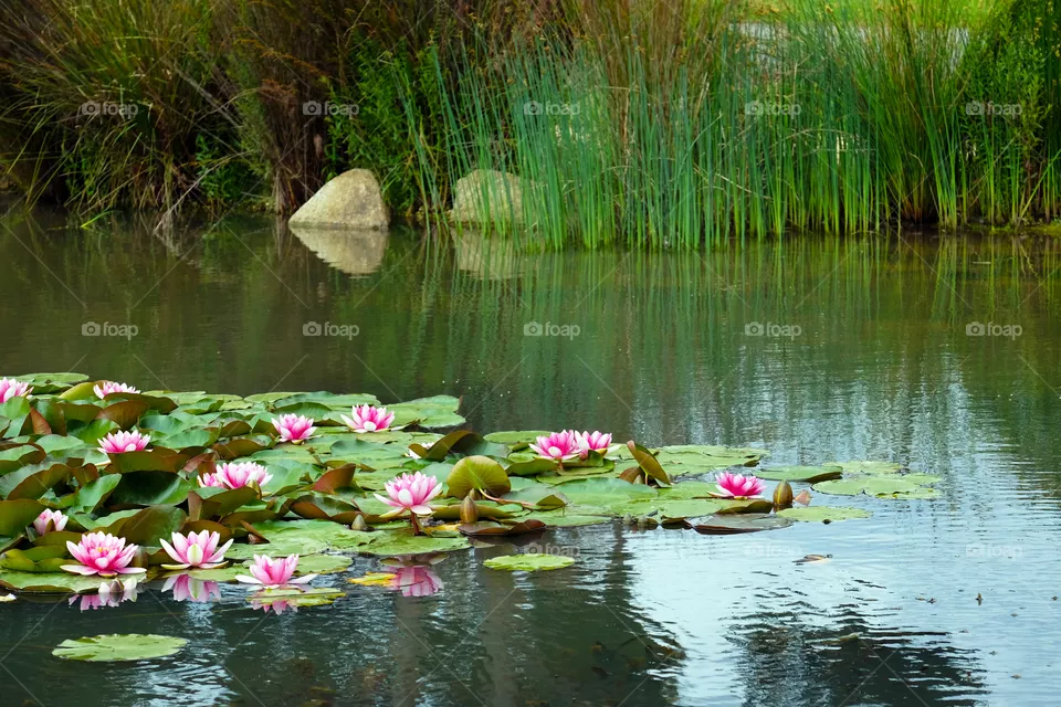 Blooming  lotus