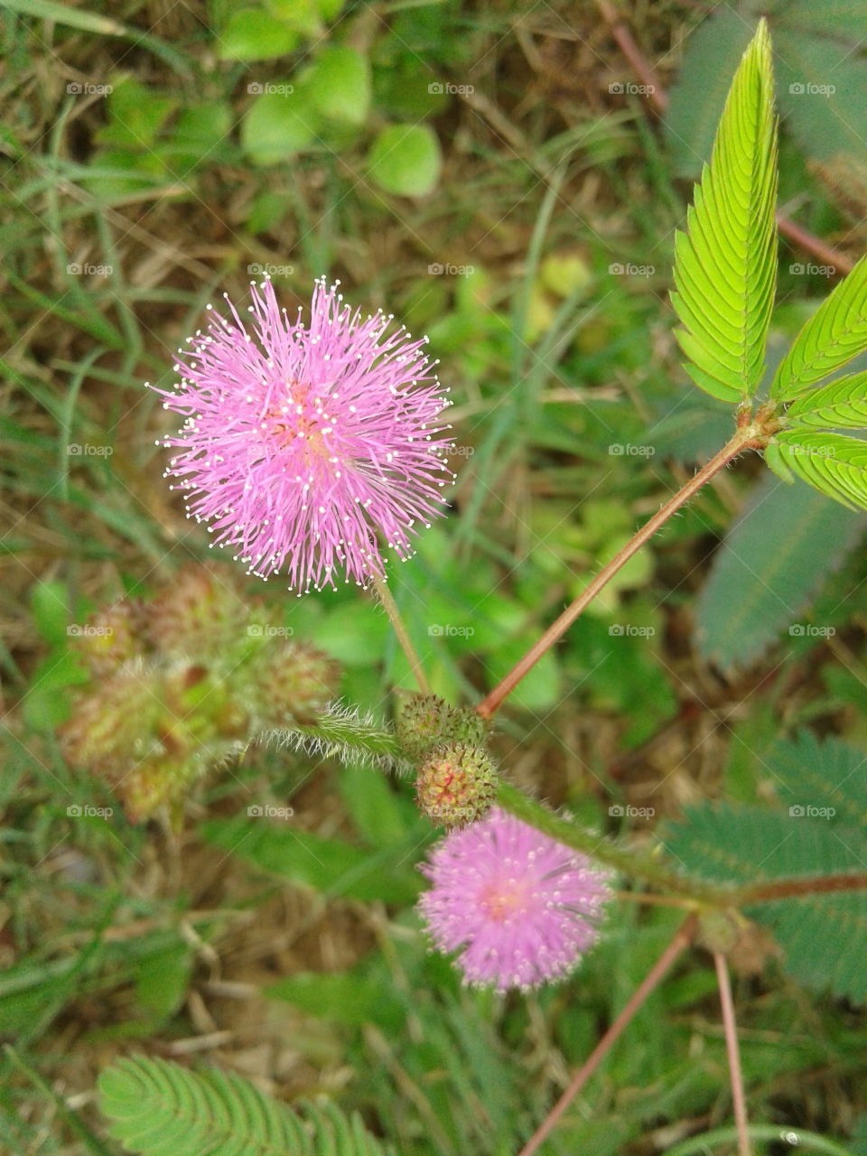flower