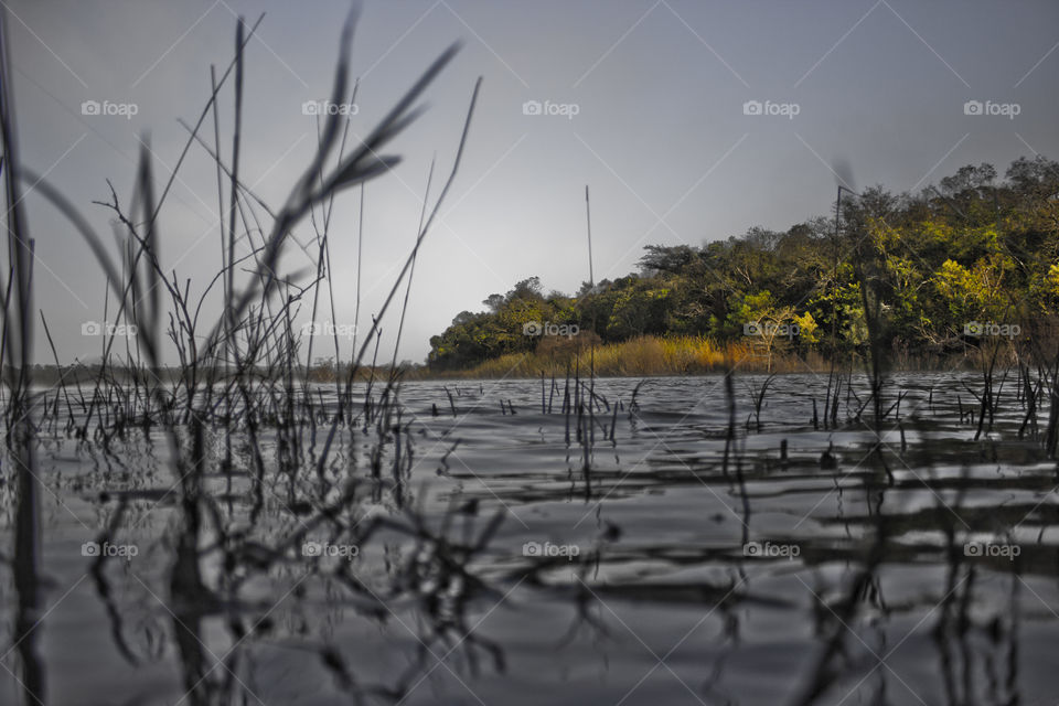 Lake through the grass