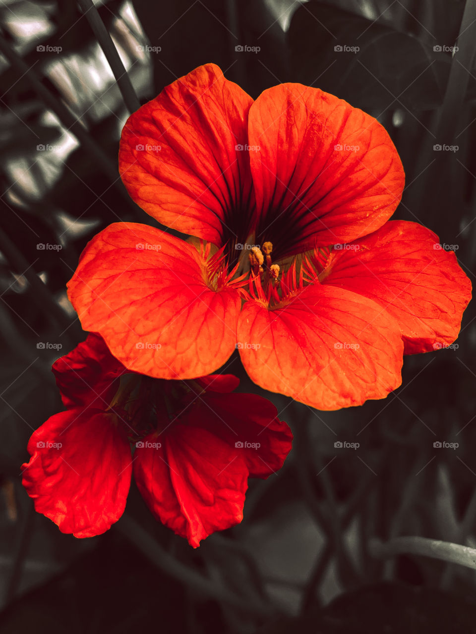 Bright colored flower mood moody natural mother nature outdoors yard grass blossoming blooming bloom blossom botany flowers plant plants vegetation greenery