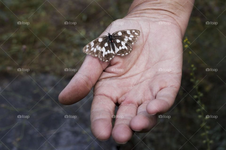 Hand and butterfly