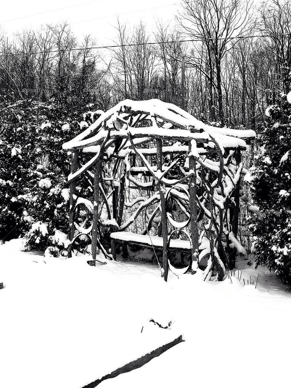 Snowy Arbor