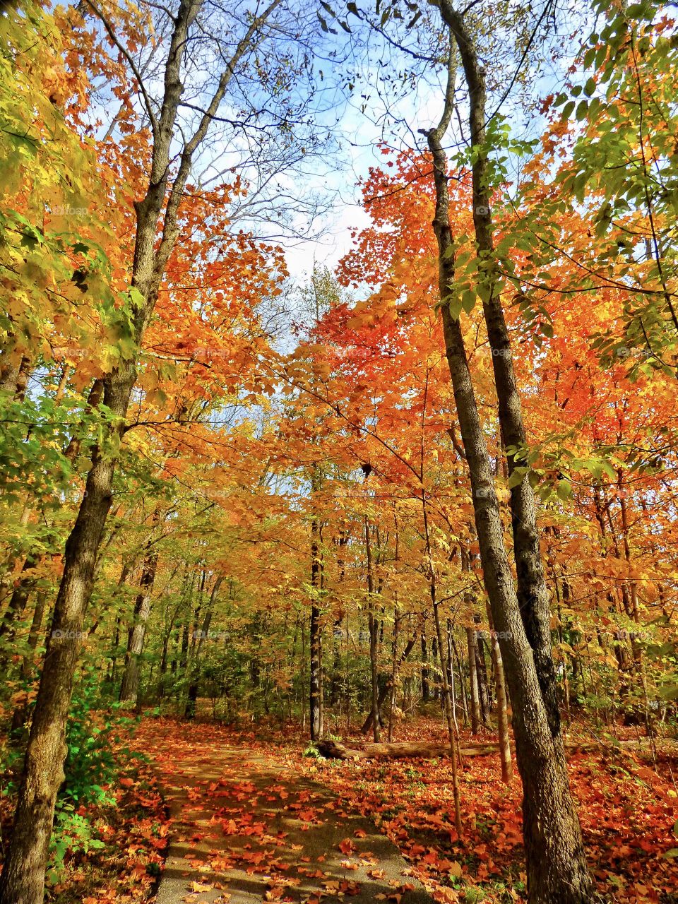 Walk thru the fall with lots of orange in Indiana. 