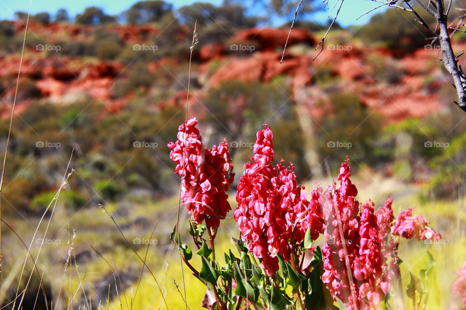 Wildflower, Australia