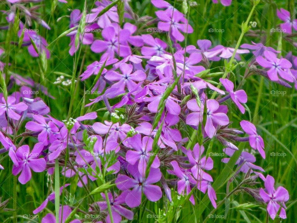 Spring brings colored flowers. Pretty purple petals.