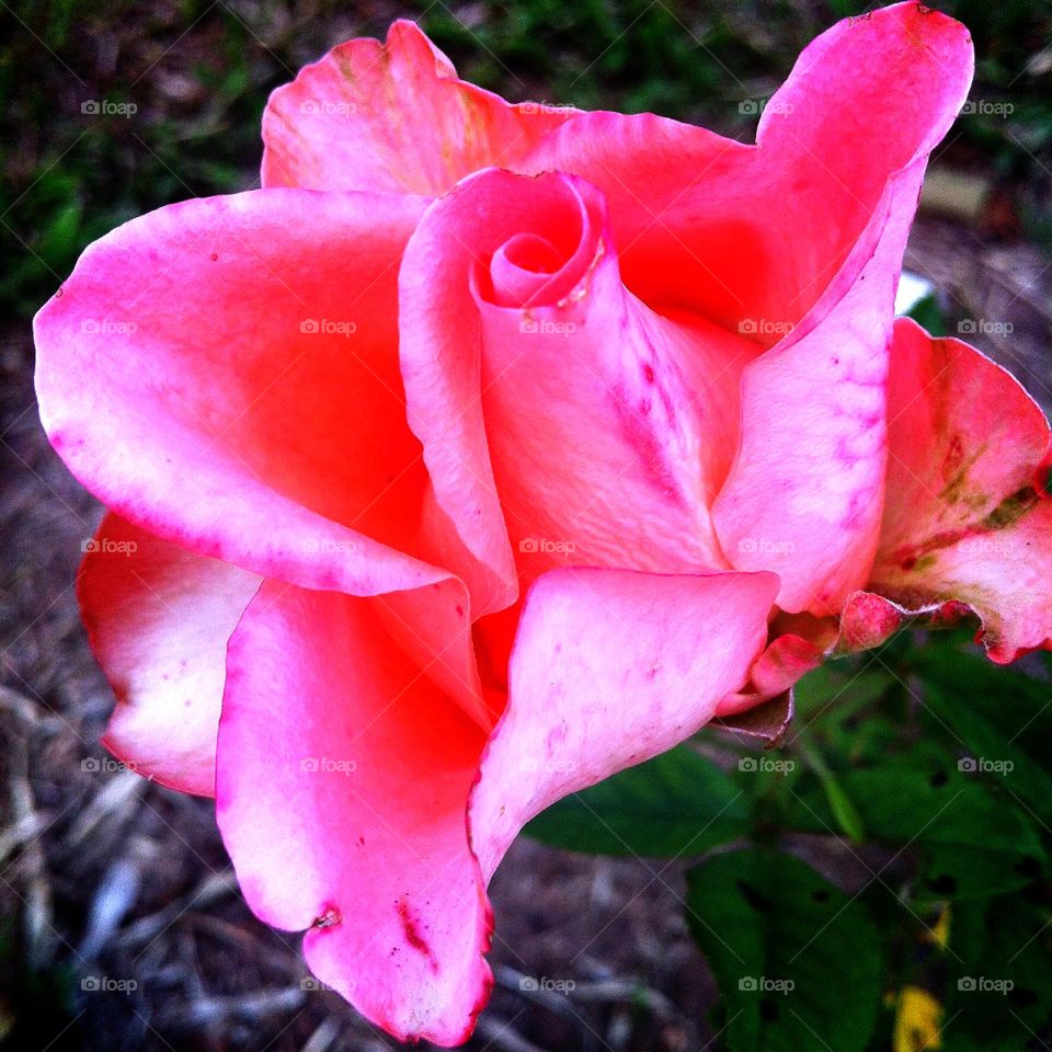 🌹 🇺🇸 Very beautiful flowers to brighten our day.  Live nature and its beauty. Did you like the delicate petals? / 🇧🇷 Flores muito bonitas para alegrar nosso dia. Viva a natureza e sua beleza. Gostaram das pétalas delicadas? 