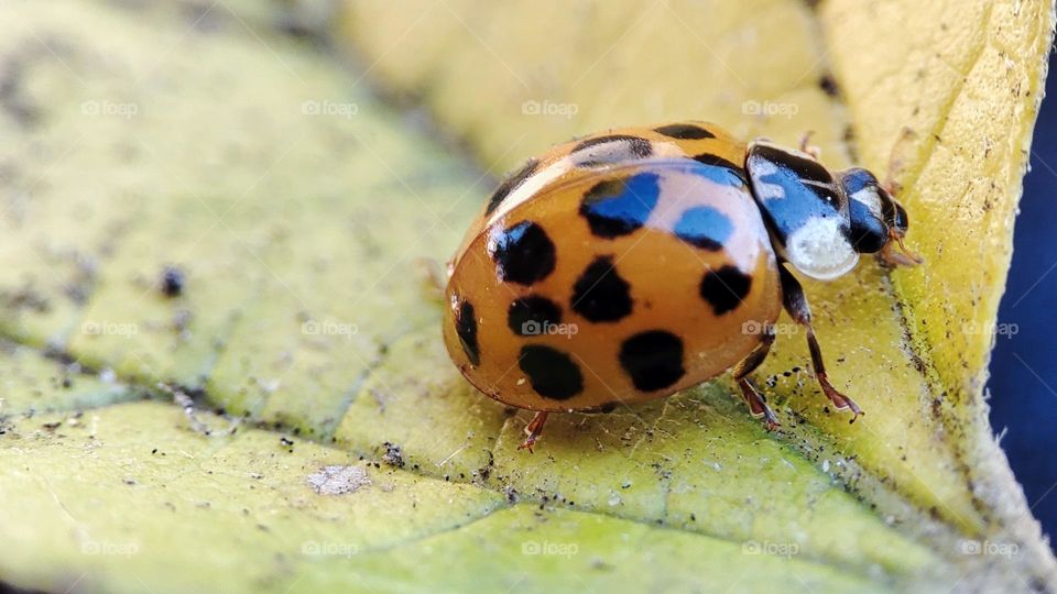 Lady bug