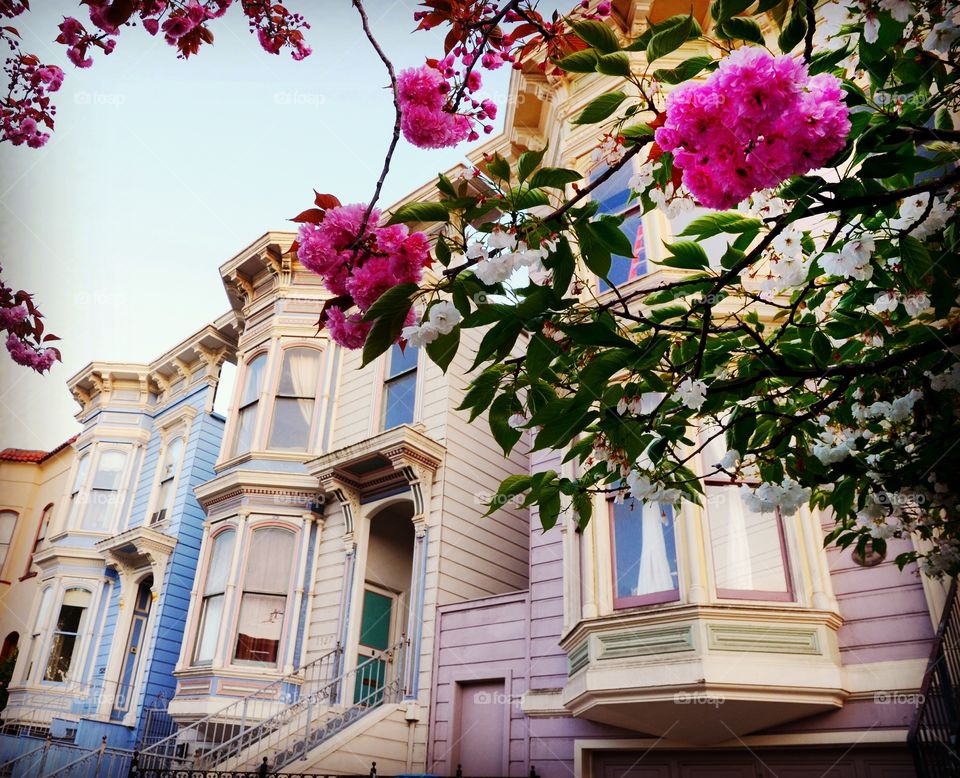Colorful wooden row houses in San Francisco, California 