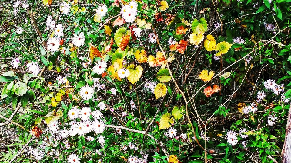 Leaves of Flowers