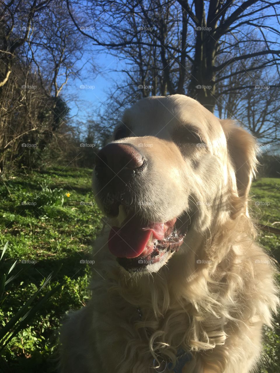 Dog, Cute, Pet, Animal, Portrait