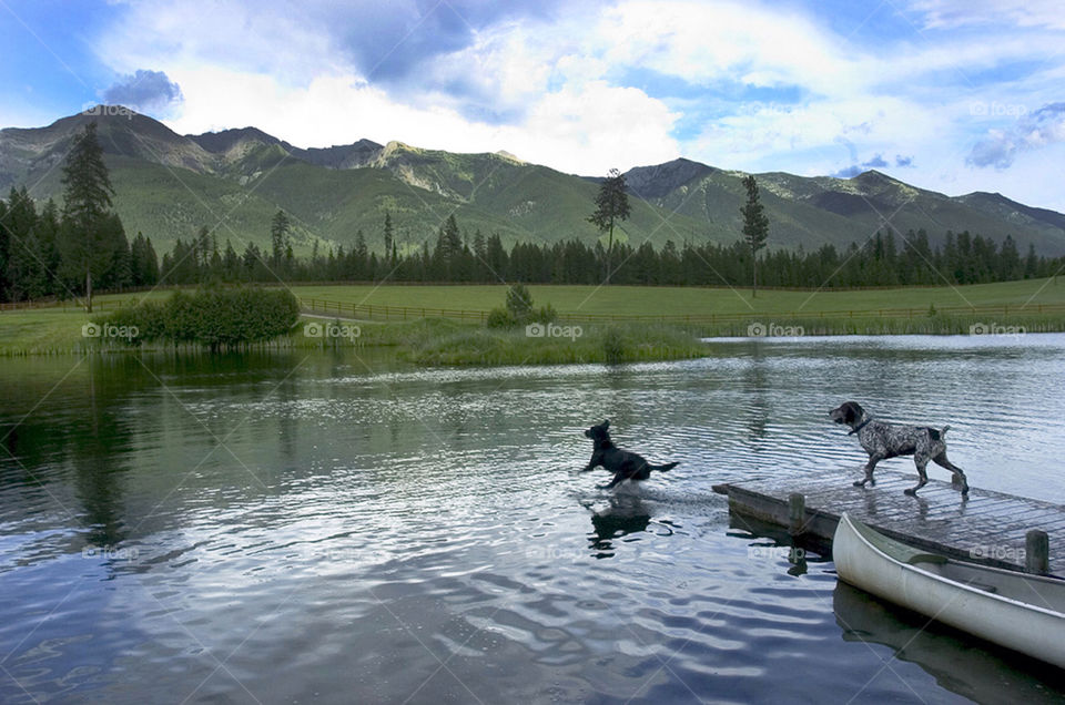 green the dogs pond by arizphotog