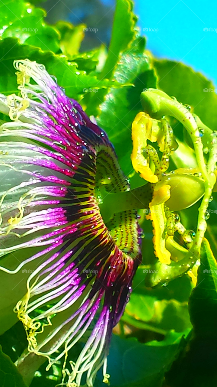 "Passion Of The Christ Flower"