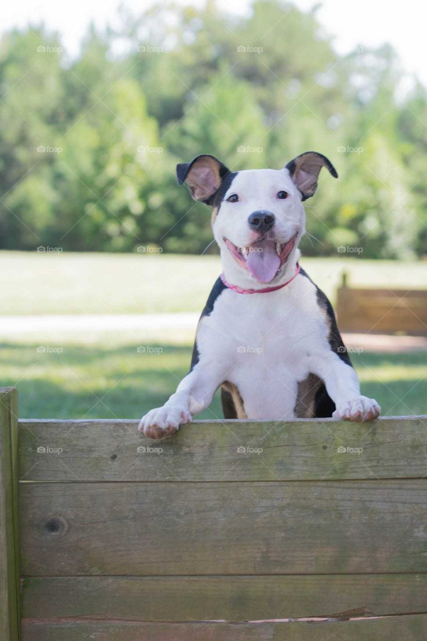 puppy enjoying the outdoors