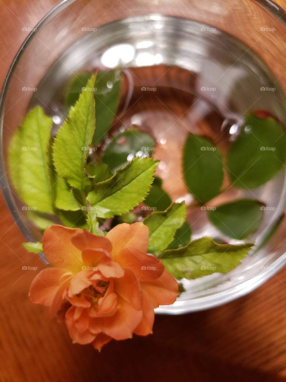 tiny delicate miniature peachy color rose