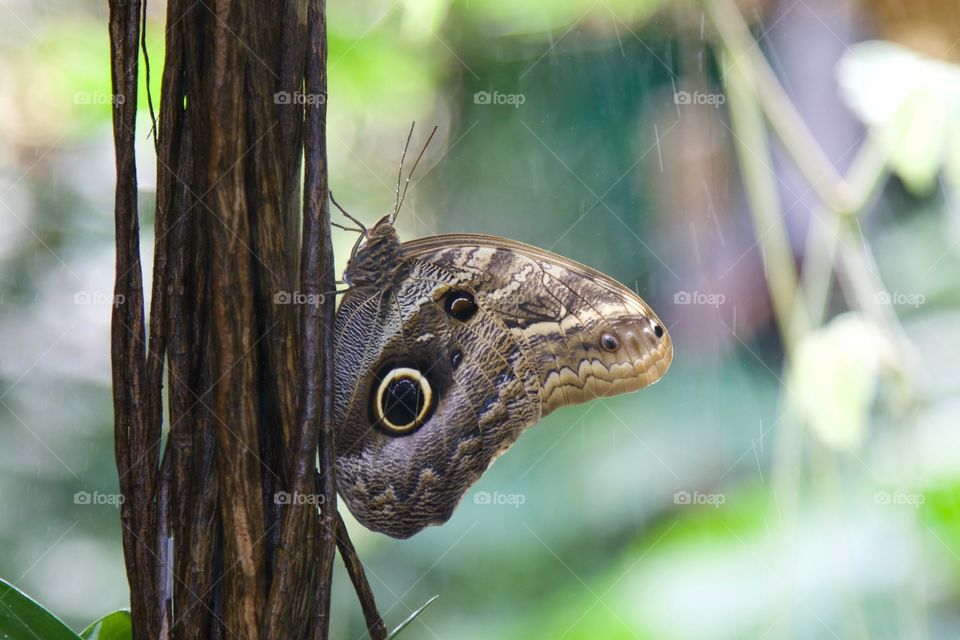 Owl butterfly. Caligo beltrao.