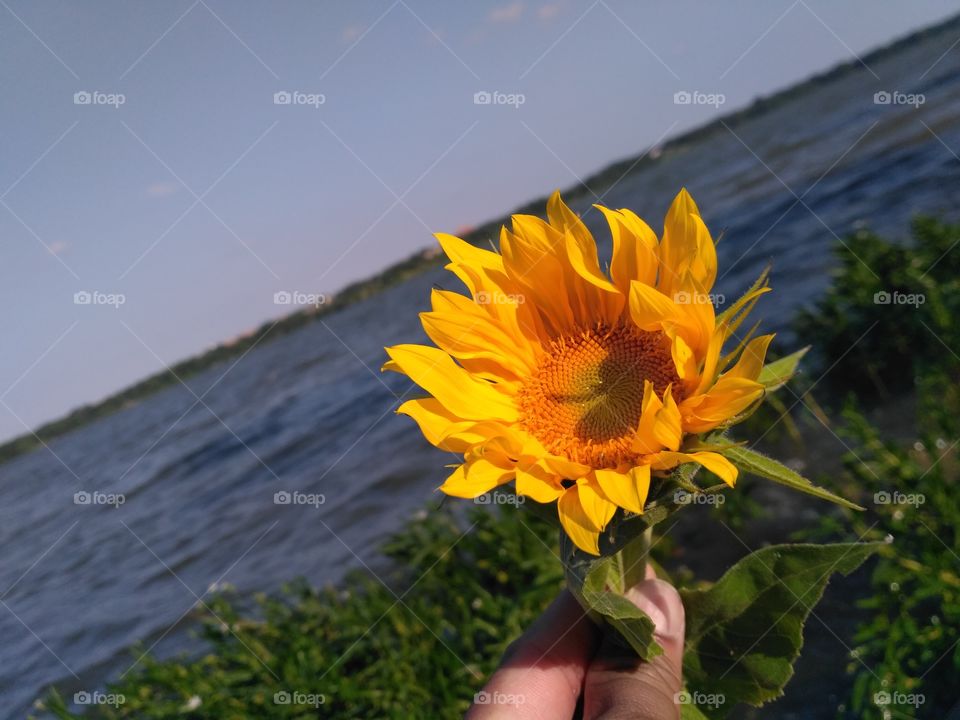 Sunflower on the rocks