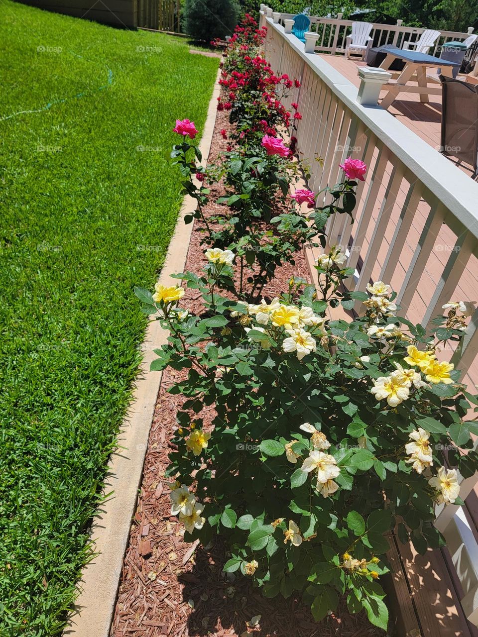 My Rose Garden