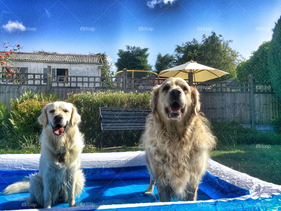 Dog, Canine, Pet, Animal, Mammal