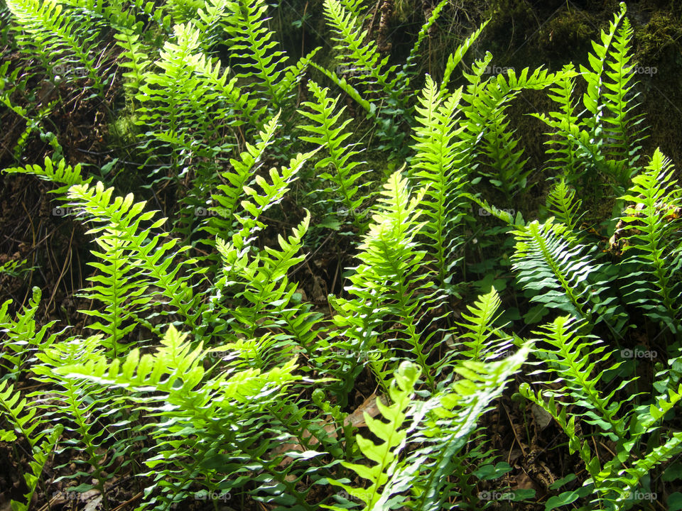 Green ferns. 