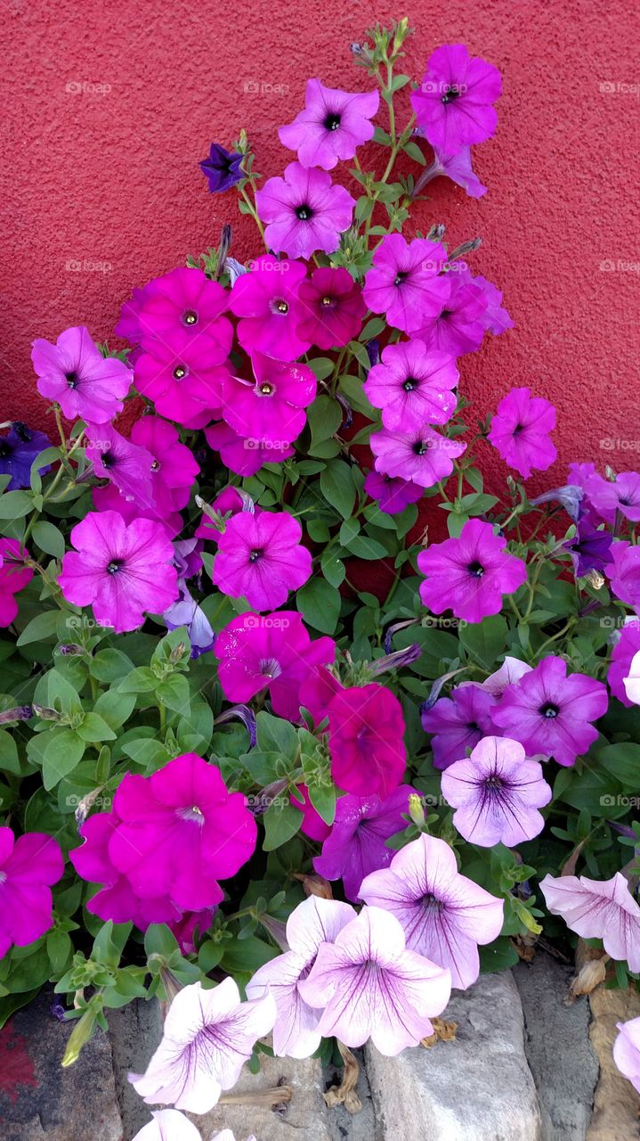 Beautiful summer flowers decorating a local shop