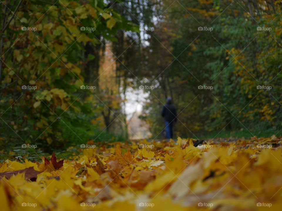 Autumn walk